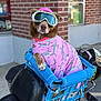 Mamacita is registered to the contest to win money with this photo: animal_clothing, blue_crate, brick_wall, brown_dog, canine, casual, crate, dog, goggles, helmet, helmet_strap, motorcycle, outdoor, paws, pet, pet_accessory, pink_clothing, seat, shark_pattern, transport