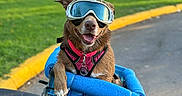 Mamacita is registered to the contest to win money with this photo: animal, bike, blue_basket, canine, daytime, dog, goggles, green_grass, happy, outdoor, park, pet, pink_harness, road, scooter, seat, sunlight, tongue_out, transport, trees