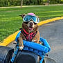 Mamacita is registered to the contest to win money with this photo: animal, bike, blue_basket, canine, daytime, dog, goggles, green_grass, happy, outdoor, park, pet, pink_harness, road, scooter, seat, sunlight, tongue_out, transport, trees