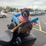 Mamacita is registered to the contest to win money with this photo: animal, basket, car, cool, dog, goggles, helmet, motorcycle, outdoor, parking_lot, pavement, pet, pink_jacket, pool_noodles, resting, road, street, transportation, urban, vehicle