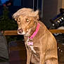 Mamacita is registered to the contest to win money with this photo: animal, animal_portrait, bone_tag, brown_dog, canine, collar, cute, dog, domestic_animal, dusk, fence, funny_hair, fur, garden, looking_away, outdoor, pet, pink_collar, portrait, sitting