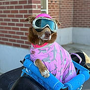 Mamacita is registered to the contest to win money with this photo: accessories, animal, bike_seat, blue_padding, brick_wall, canine, collar, dog, fashion, goggles, helmet, outdoor, paw, pet, pink_clothing, portrait, shark_pattern, sitting, street, tag