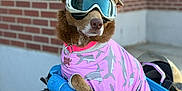 Mamacita is registered to the contest to win money with this photo: accessories, animal, bike_seat, blue_padding, brick_wall, canine, collar, dog, fashion, goggles, helmet, outdoor, paw, pet, pink_clothing, portrait, shark_pattern, sitting, street, tag