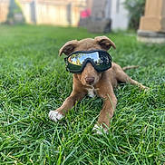 Mamacita is registered to the contest to win money with this photo: animal, backyard, brown, closeup, cute, dog, fun, goggles, grass, laying_down, nature, outdoor, pet, playful, puppy, reflection, summer, sunlight, white_paws, young_dog