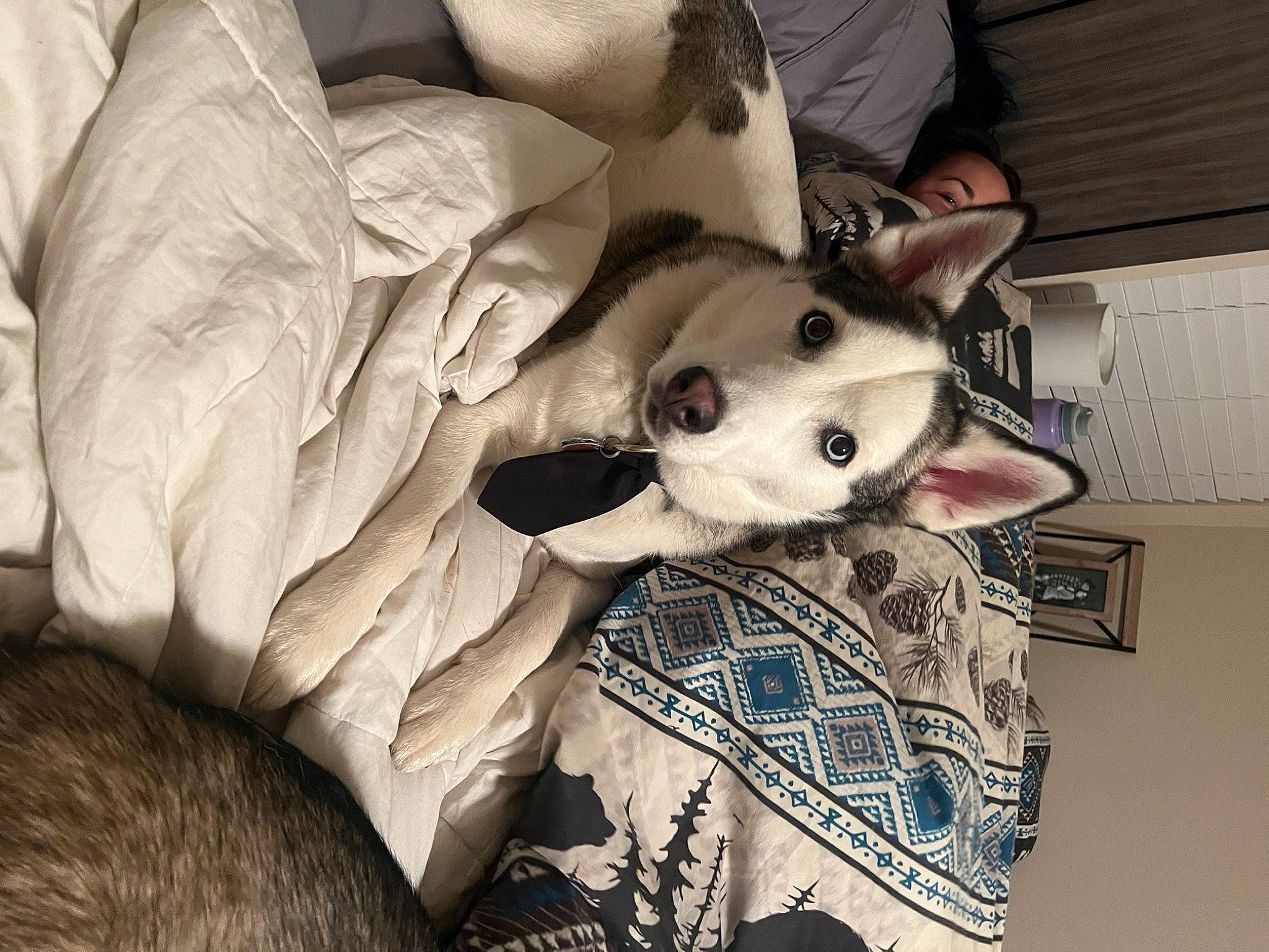 Kodak is registered to the contest to win money with this photo: canidae, carnivore, comfort, companion_dog, couch, dog, dog_breed, fawn, felidae, fur, guard_dog, linens, pattern, paw, small_to_medium_sized_cats, snout, sporting_group, toy_dog, whiskers, working_animal