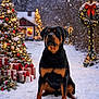 rottweiler, dog, snow, christmas_tree, christmas_decorations, presents, lamp_post, wreath, red_bow, snowfall, winter, holiday, festive, outdoor, animal, pet, nature, lighting, night, celebration