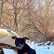 Mötley is registered to the contest to win money with this photo: dog, rottweiler, snow, winter, outdoor, running, trees, woodpile, nature, playful, canine, animal, cold, daylight, pet, fur, muzzle, paws, leafless_trees, sky