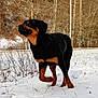 rottweiler, dog, snow, outdoor, winter, animal, canine, field, trees, nature, pet, walking, black_and_tan, power_pole, cold, daylight, fur, mammal, grass, landscape