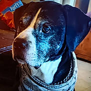Milo is registered to the contest to win money with this photo: dog, bandana, indoor, pet, canine, black_and_white, portrait, close_up, snack_bag, wooden_cabinet, floor, looking_away, animal, mammal, fur, ears, nostrils, whiskers, domestic_animal, companionship
