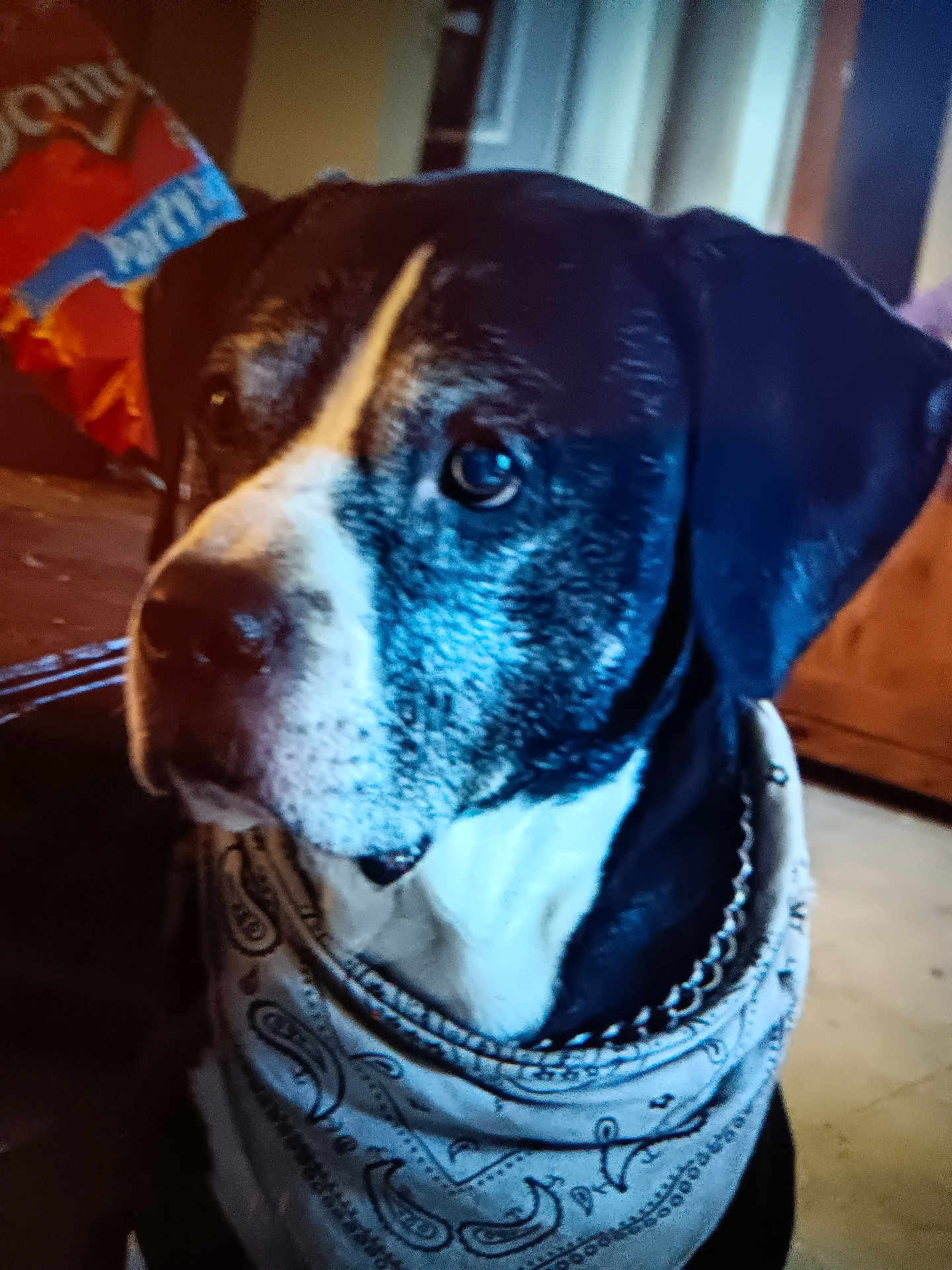Milo