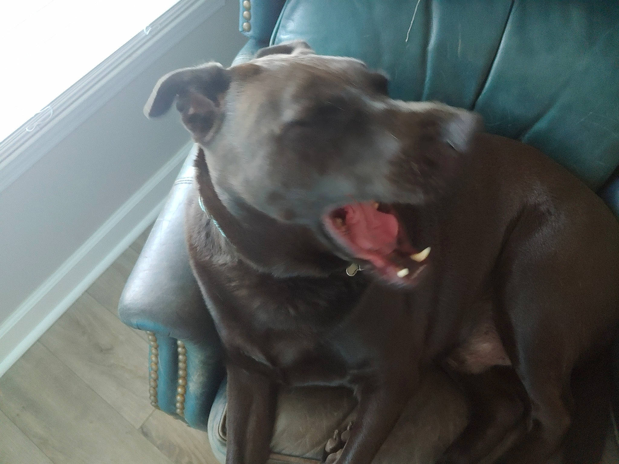 Clyde joined the competition — help win amazing prizes! carnivore, collar, companion_dog, dog, dog_breed, dog_collar, dogo_argentino, ear, fawn, grey, guard_dog, liver, molosser, pit_bull, snout, sporting_group, weimaraner, whiskers, working_animal, working_dog