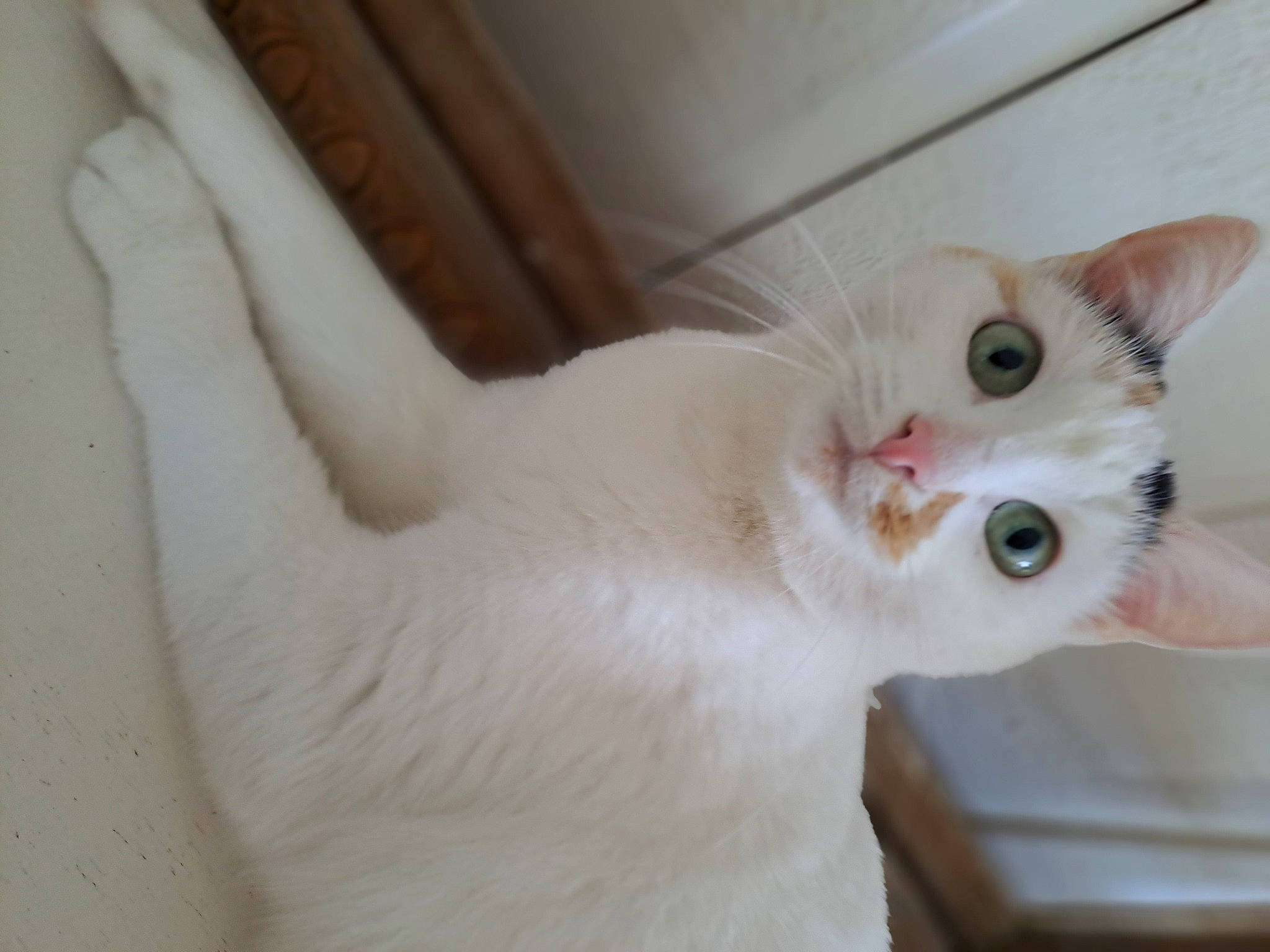 Canelle participe au concours pour gagner de l'argent avec cette photo : carnivore, cat, domestic_short_haired_cat, fawn, felidae, fur, paw, small_to_medium_sized_cats, snout, tail, whiskers