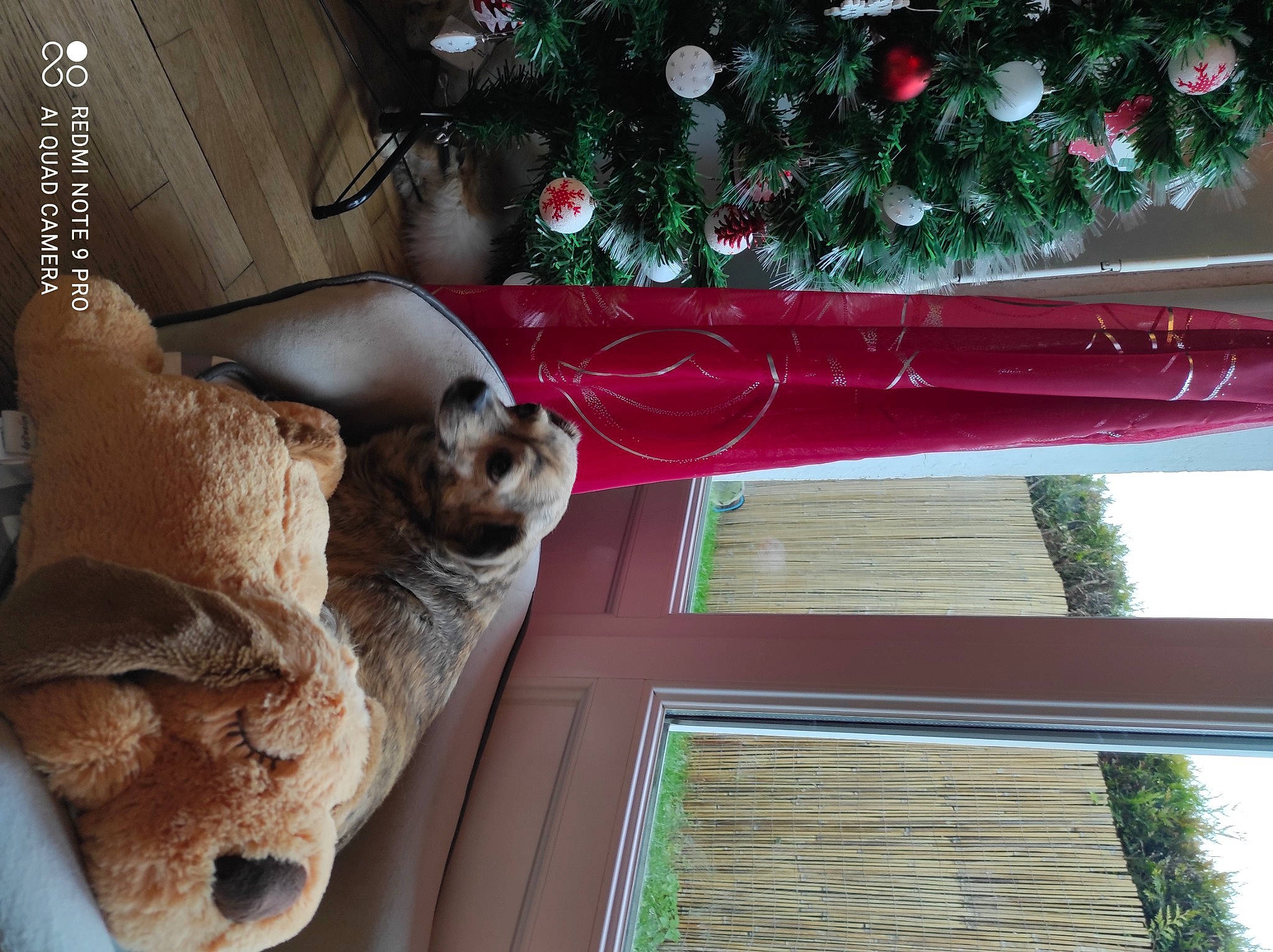 Lora participe au concours pour gagner de l'argent avec cette photo : carnivore, cat, christmas_tree, companion_dog, dog_breed, event, fawn, felidae, fur, green, hardwood, plant, room, sky, small_to_medium_sized_cats, snout, tints_and_shades, tree, whiskers, wood