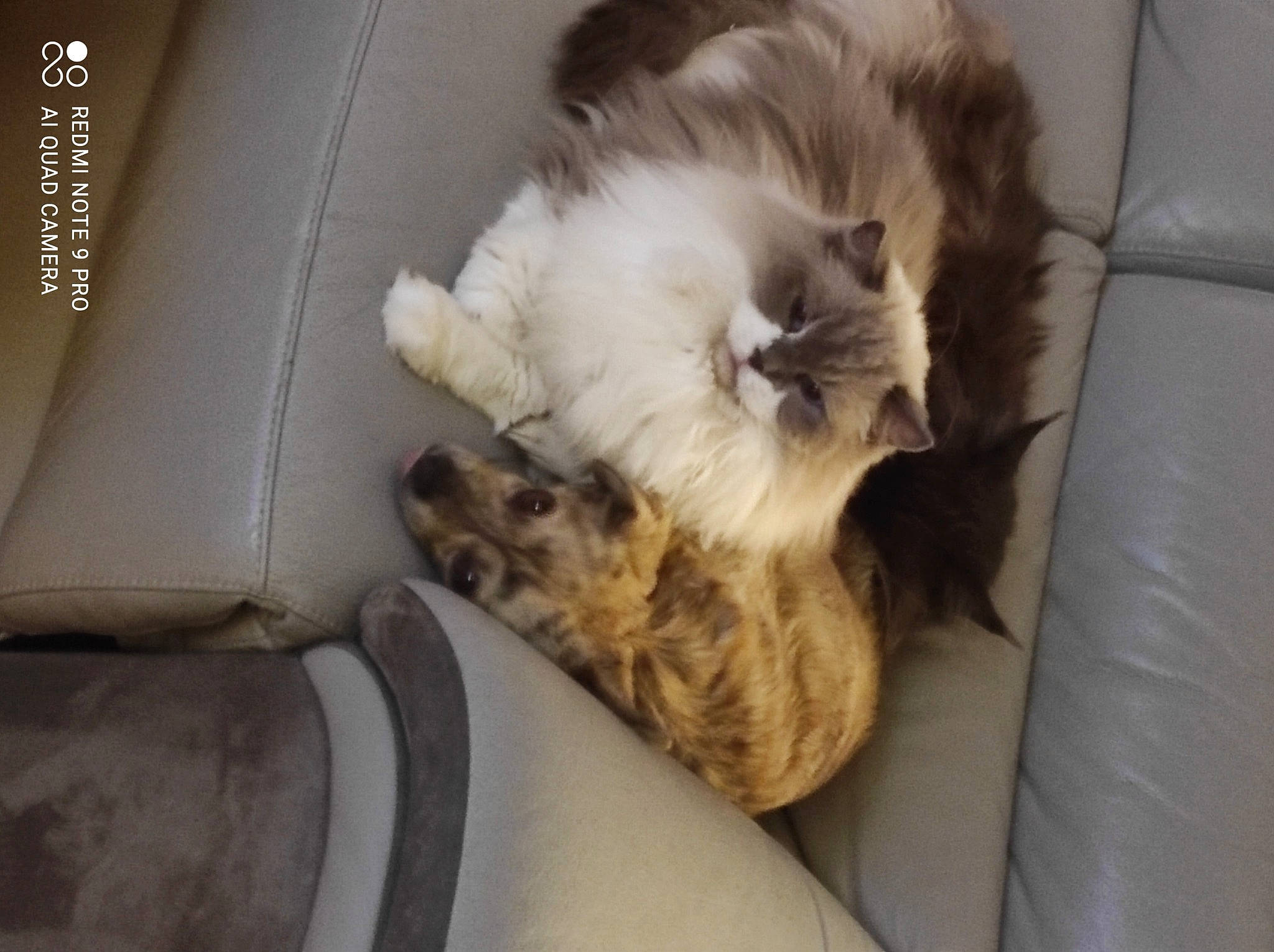 Lora a rejoint le concours — aidez-le/la à gagner de superbes lots ! canidae, carnivore, cat, claw, comfort, companion_dog, dog_breed, fawn, felidae, fur, nap, paw, ragdoll, small_to_medium_sized_cats, tail, terrestrial_animal, whiskers