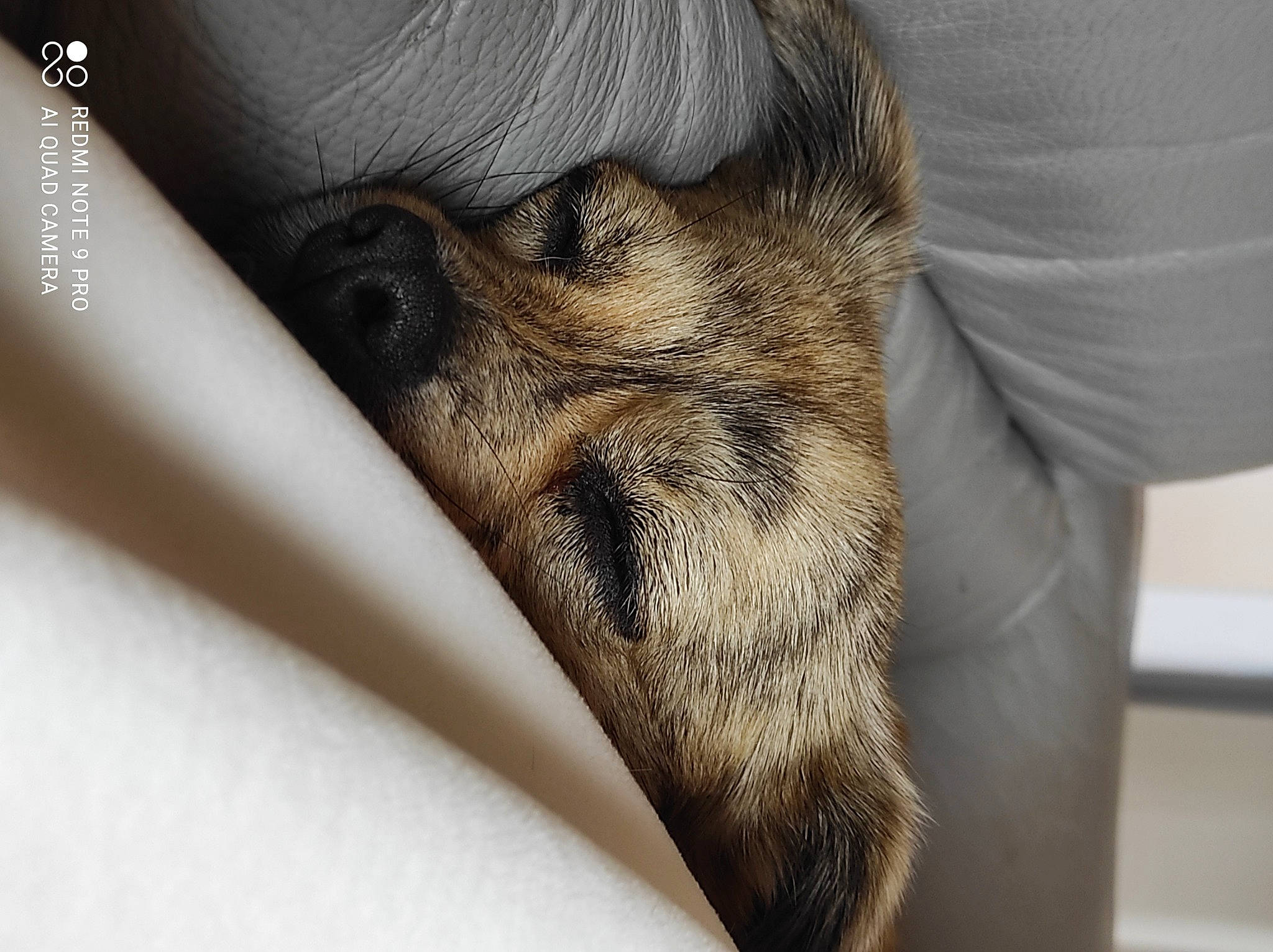 Lora a rejoint le concours — aidez-le/la à gagner de superbes lots ! bat, beard, canidae, claw, comfort, companion_dog, dog_breed, facial_hair, fur, gesture, grey, paw, puppy, snout, sporting_group, terrestrial_animal, whiskers, wildlife, wood, wrinkle