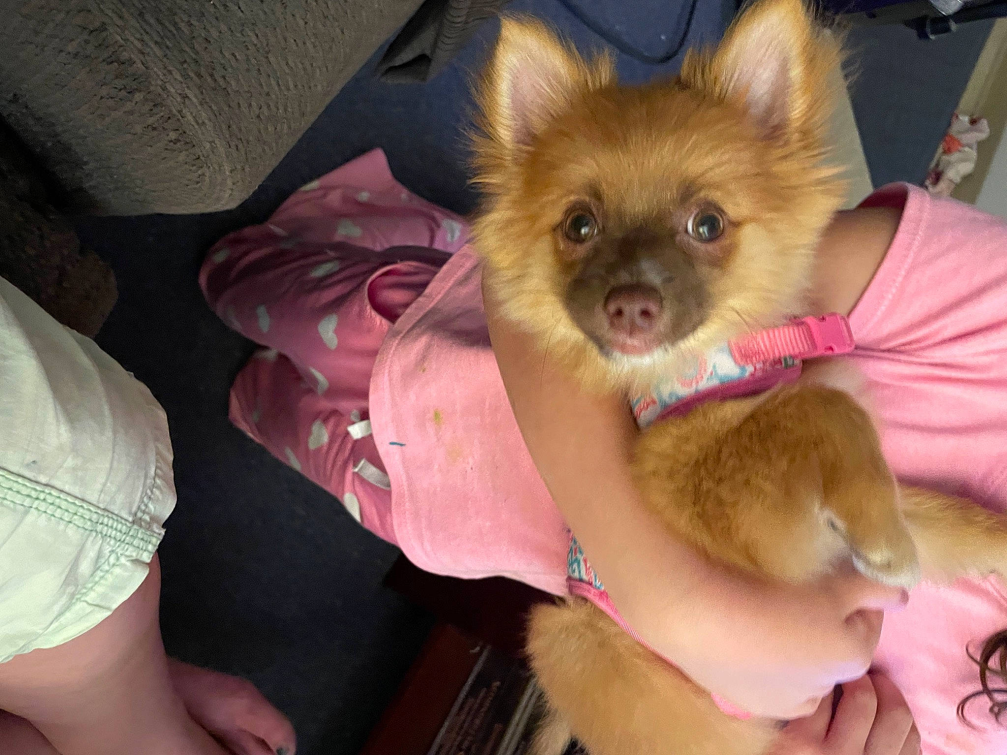 Eleven is registered to the contest to win money with this photo: canidae, carnivore, companion_dog, corgi_chihuahua, dog, dog_breed, dog_supply, ear, fawn, fur, liver, non_sporting_group, snout, spitz, sporting_group, toy_dog, whiskers, working_animal