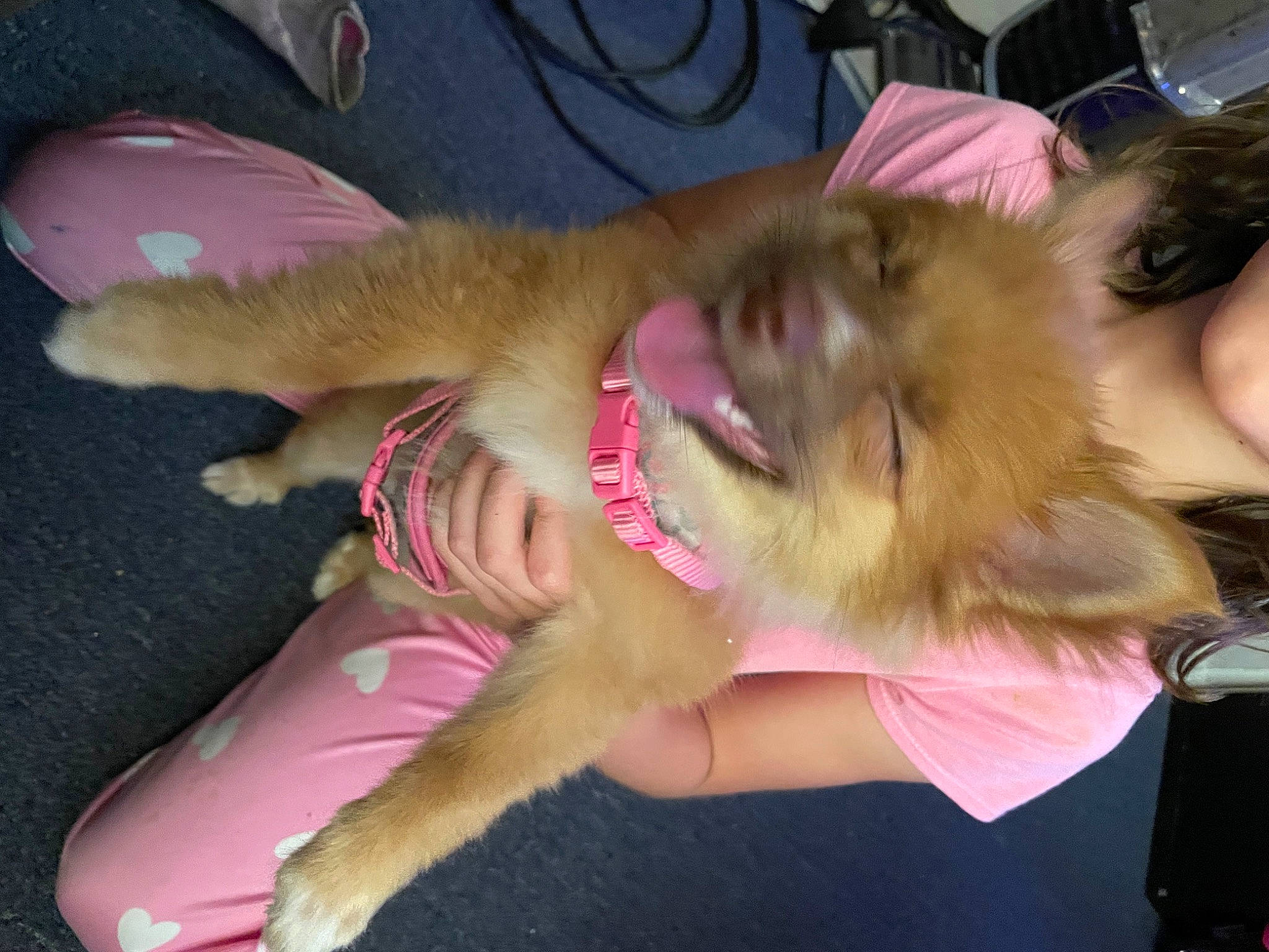 Eleven is registered to the contest to win money with this photo: canidae, carnivore, companion_dog, dog, dog_breed, ear, fawn, felidae, fun, fur, gesture, jaw, paw, pomeranian, small_to_medium_sized_cats, snout, spitz, sporting_group, toy_dog, whiskers