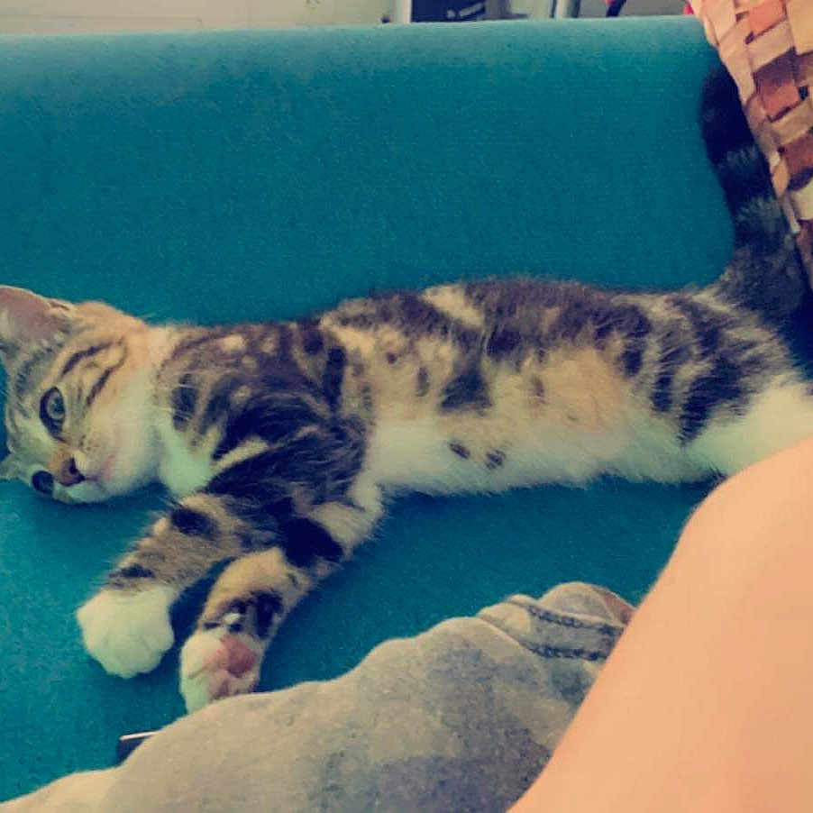 Zazu