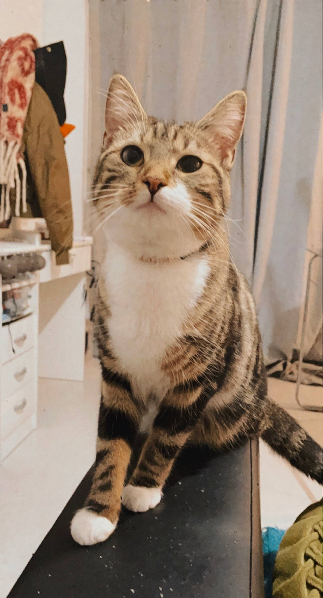 Zazu participe au concours pour gagner de l'argent avec cette photo : cabinetry, carnivore, cat, domestic_short_haired_cat, drawer, felidae, fur, pattern, paw, shelf, sitting, small_to_medium_sized_cats, snout, tail, terrestrial_animal, whiskers, window