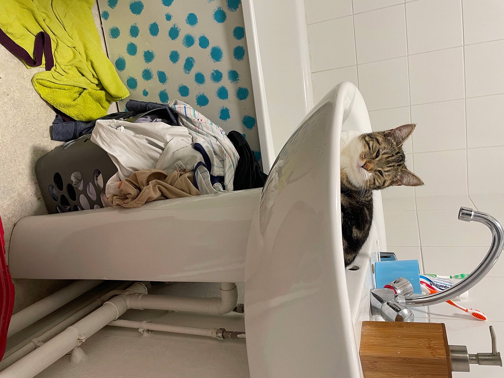 Zazu participe au concours pour gagner de l'argent avec cette photo : art, automotive_design, backpack, bag, baggage, cardboard, carnivore, cat, comfort, felidae, flooring, linens, luggage_and_bags, plastic_bag, room, small_to_medium_sized_cats, tail, visual_arts, whiskers, wood