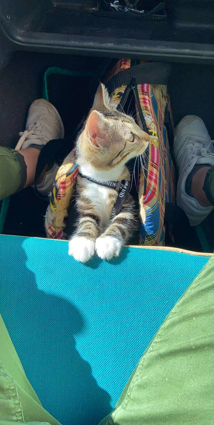 Zazu a rejoint le concours — aidez-le/la à gagner de superbes lots ! box, carnivore, cat, claw, comfort, domestic_short_haired_cat, fawn, felidae, flooring, fur, linens, pattern, paw, recreation, sitting, small_to_medium_sized_cats, snout, tail, textile, whiskers