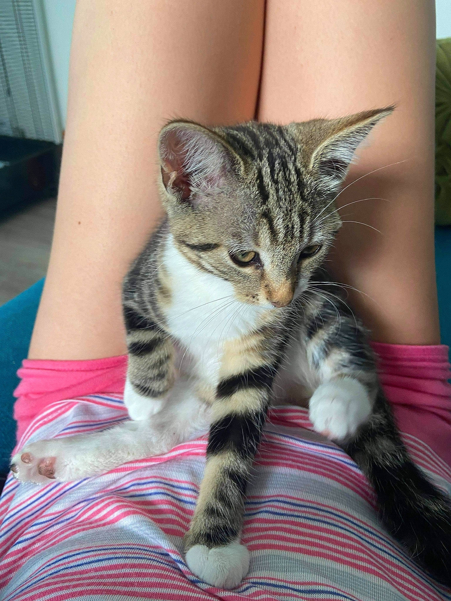 Zazu a rejoint le concours — aidez-le/la à gagner de superbes lots ! carnivore, cat, claw, close_up, comfort, domestic_short_haired_cat, felidae, foot, fur, human_leg, leg, mammal, nail, paw, small_to_medium_sized_cats, snout, terrestrial_animal, thigh, vertebrate, whiskers