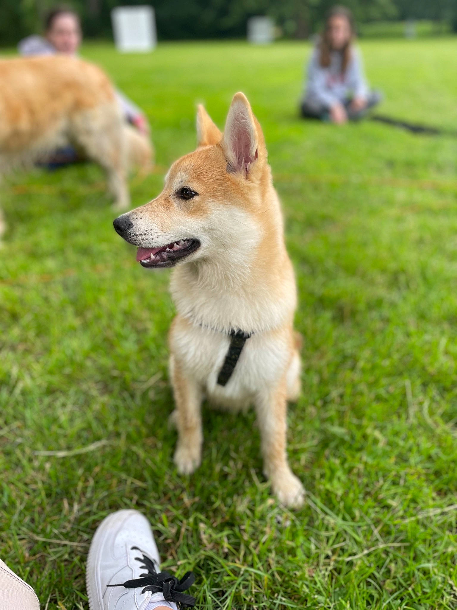 Corail participe au concours pour gagner de l'argent avec cette photo : canidae, canis, carnivore, companion_dog, dingo, dog, dog_breed, fawn, foot, german_spitz_mittel, grass, green, plant, spitz, sporting_group, tail, terrestrial_animal, walking_shoe, working_animal, working_dog