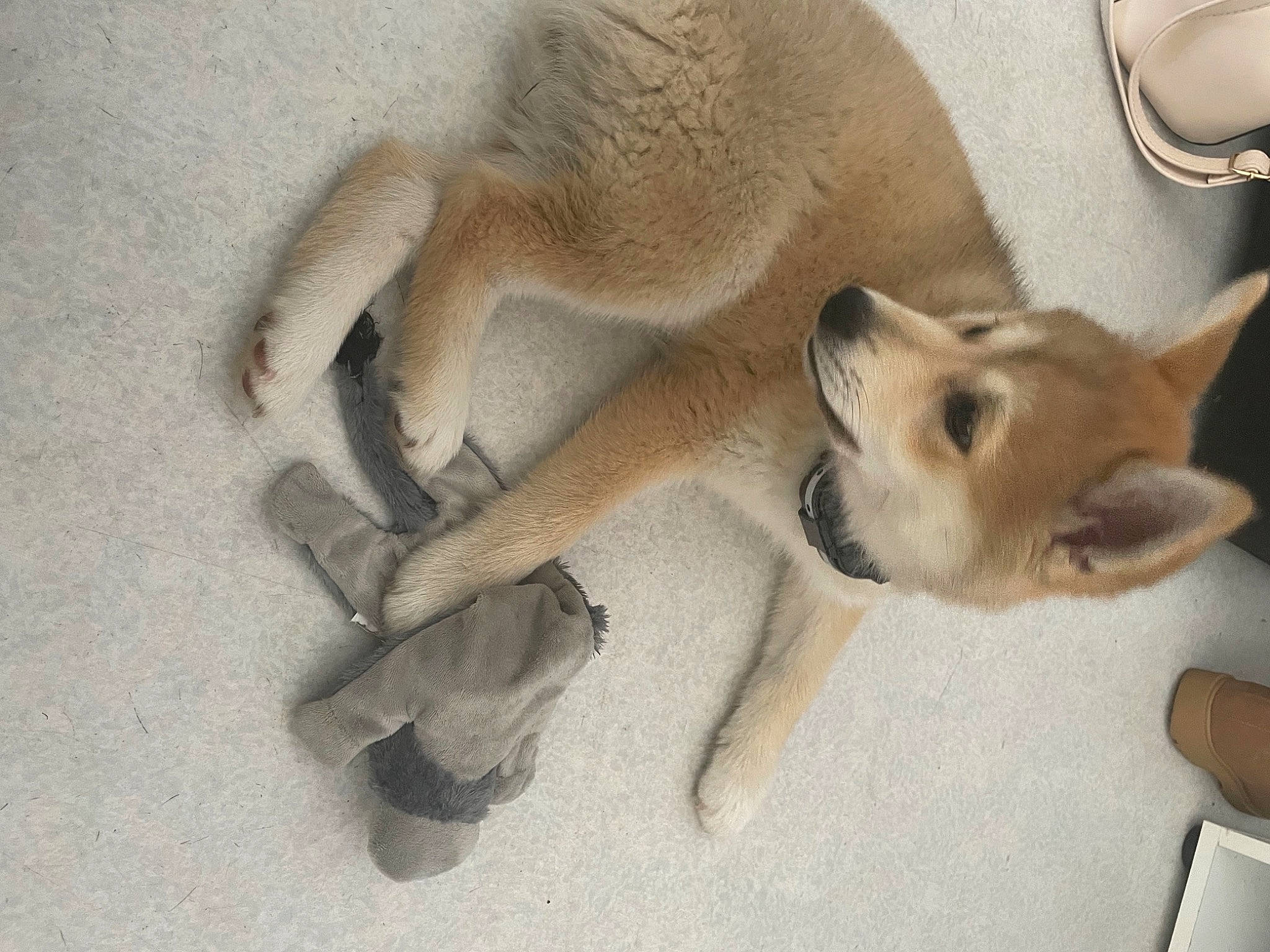 Corail participe au concours pour gagner de l'argent avec cette photo : canidae, canis, carnivore, companion_dog, dog, dog_breed, fawn, fur, non_sporting_group, paw, serveware, snout, sporting_group, tail, terrestrial_animal, whiskers, wildlife, working_animal