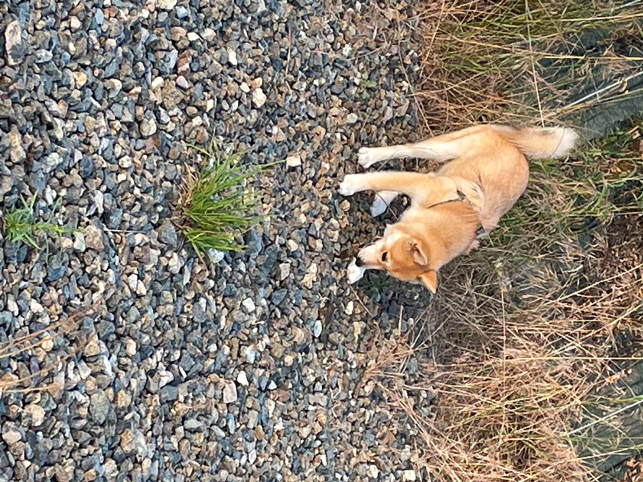 Corail participe au concours pour gagner de l'argent avec cette photo : asphalt, canidae, carnivore, companion_dog, dog, dog_breed, fawn, fur, grass, groundcover, pebble, plant, road_surface, shadow, soil, sporting_group, tail, tar, terrestrial_animal, wildlife