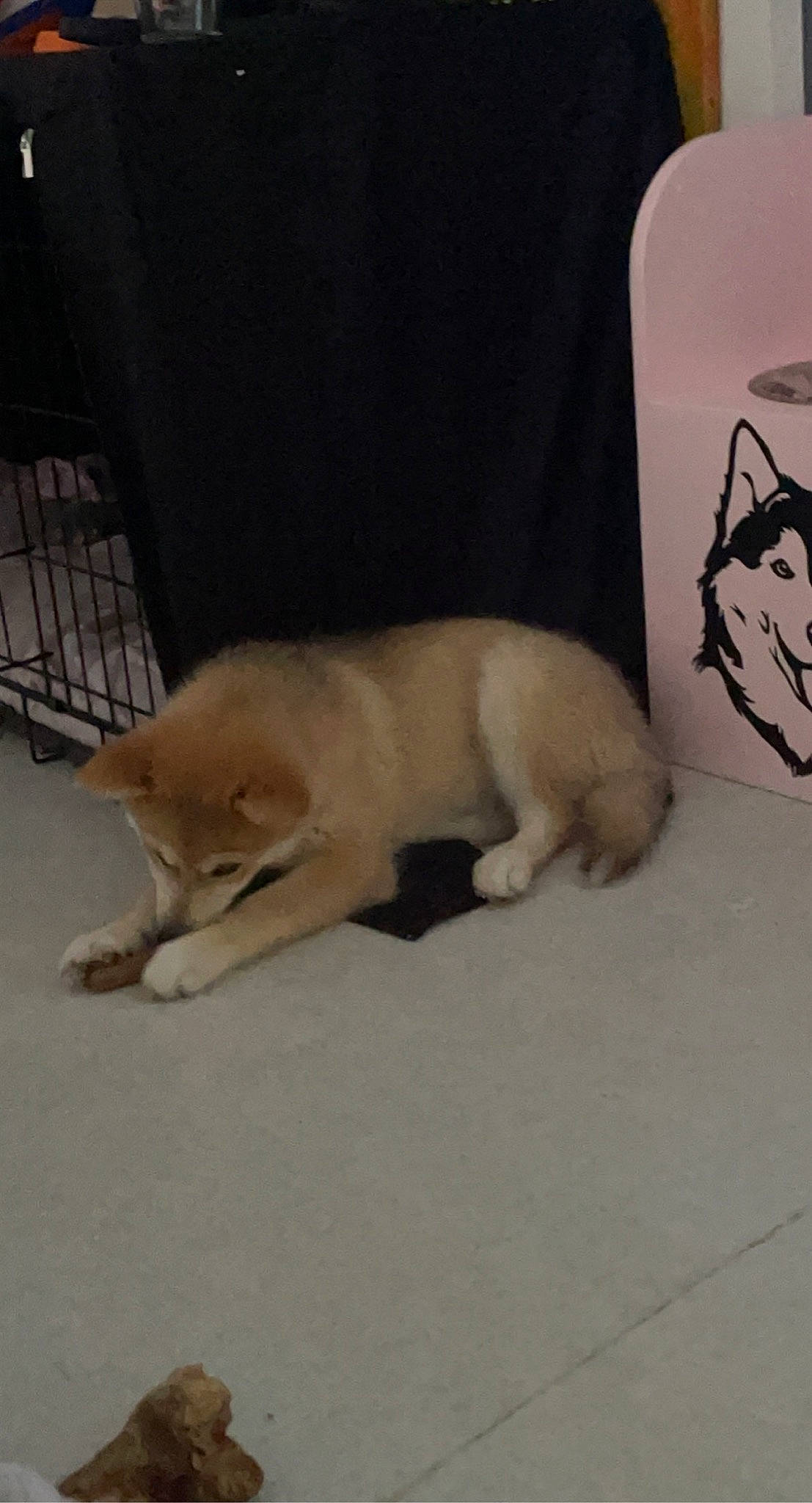 Corail a rejoint le concours — aidez-le/la à gagner de superbes lots ! canidae, carnivore, comfort, companion_dog, dog, dog_breed, fawn, felidae, flooring, fur, hardwood, mammal, paw, small_to_medium_sized_cats, snout, sporting_group, tail, whiskers, wood, working_animal