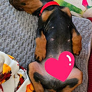 Anubis joined the competition — help win amazing prizes! dog, puppy, lying_down, blanket, colorful, red_collar, indoor, cozy, relaxed, sleeping, paw, fur, cute, pet, animal, bed, texture, resting, comfort, heart_emoji