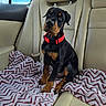 Anubis is registered to the contest to win money with this photo: doberman, puppy, dog, pet, car_interior, backseat, blanket, red_collar, leather_seat, window, sky, seatbelt, young_dog, cute, animal, sitting, indoor, vehicle, attention, fur