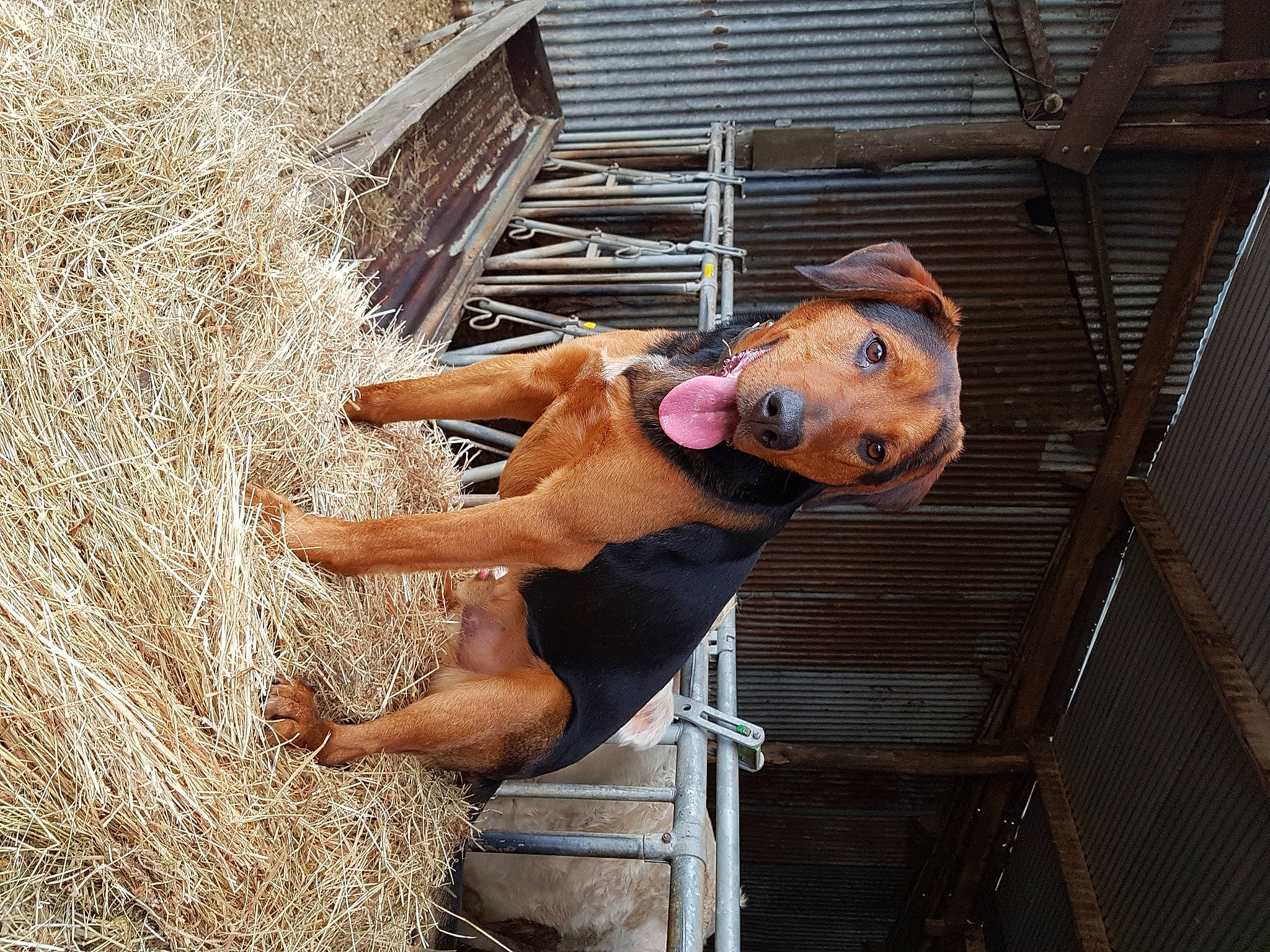 Rex a rejoint le concours — aidez-le/la à gagner de superbes lots ! bovine, canidae, dog_breed, elbow, fawn, fun, hat, human_leg, landscape, livestock, mammal, pet_supply, snout, sporting_group, thigh, vertebrate, wood, working_animal, wrist