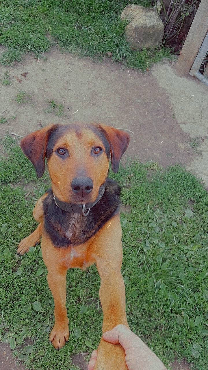 Rex participe au concours pour gagner de l'argent avec cette photo : canidae, carnivore, collar, companion_dog, dog, dog_breed, dog_collar, fawn, grass, groundcover, hunting_dog, liver, paw, plant, sporting_group, tail, working_animal, working_dog