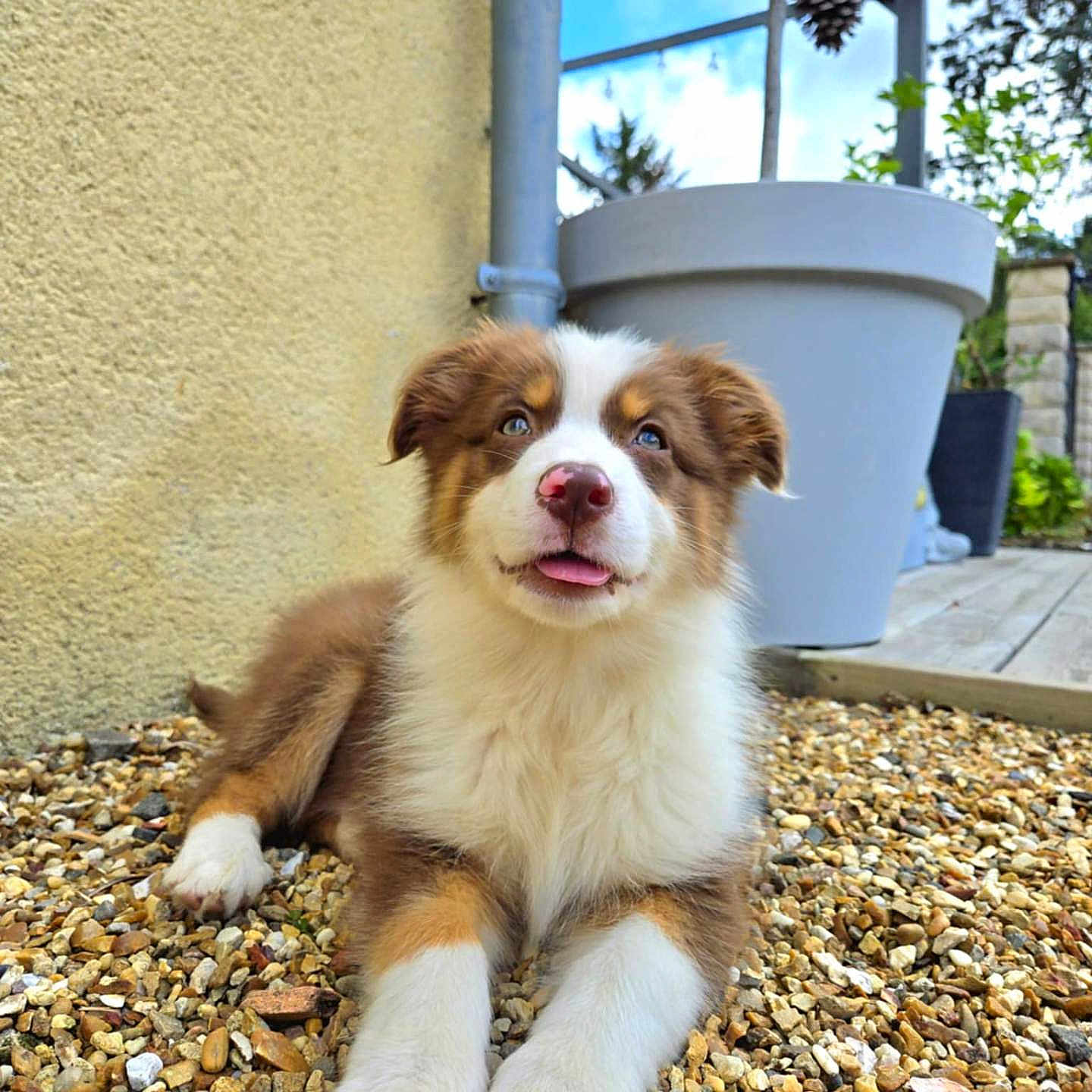 Alba participe au concours pour gagner de l'argent avec cette photo : animal, brown_and_white, cute, daylight, dog, ears, eyes, fluffy, garden, nose, outdoor, pebbles, pet, plant_pot, playful, puppy, resting, tongue_out, yellow_wall, young_dog