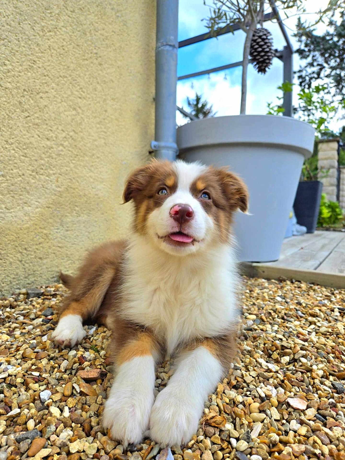 Alba participe au concours pour gagner de l'argent avec cette photo : puppy, dog, outdoor, pebbles, yellow_wall, plant_pot, tongue_out, fluffy, young_dog, brown_and_white, nose, ears, eyes, garden, daylight, cute, pet, animal, resting, playful