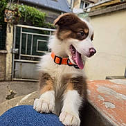 Alba a rejoint le concours — aidez-le/la à gagner de superbes lots ! puppy, dog, pet, orange_collar, tongue_out, outdoor, backyard, concrete, jeans, playful, young_dog, brown_and_white, fur, paws, gate, greenery, building, wall, excited, close_up