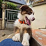puppy, dog, pet, orange_collar, tongue_out, outdoor, backyard, concrete, jeans, playful, young_dog, brown_and_white, fur, paws, gate, greenery, building, wall, excited, close_up