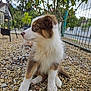 puppy, dog, pet, animal, outdoor, garden, pebbles, fence, greenery, tree, bush, young, cute, fluffy, sitting, side_view, nature, daylight, house, curious
