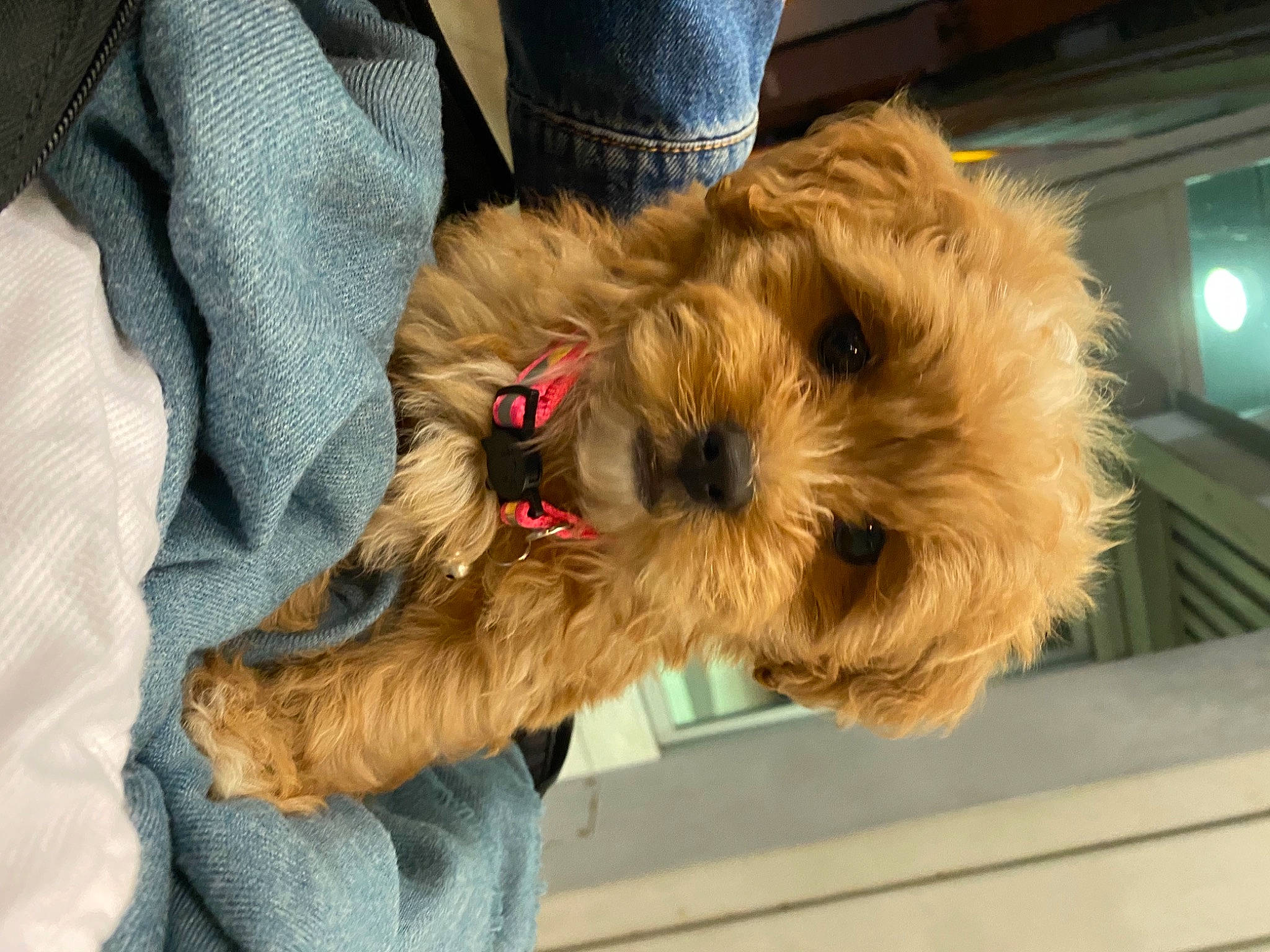 Scooby is registered to the contest to win money with this photo: canidae, carnivore, comfort, companion_dog, denim, dog, dog_breed, fawn, fur, small_terrier, snout, sporting_group, television, terrier, toy_dog, welsh_terrier, working_animal, working_terrier, yorkipoo