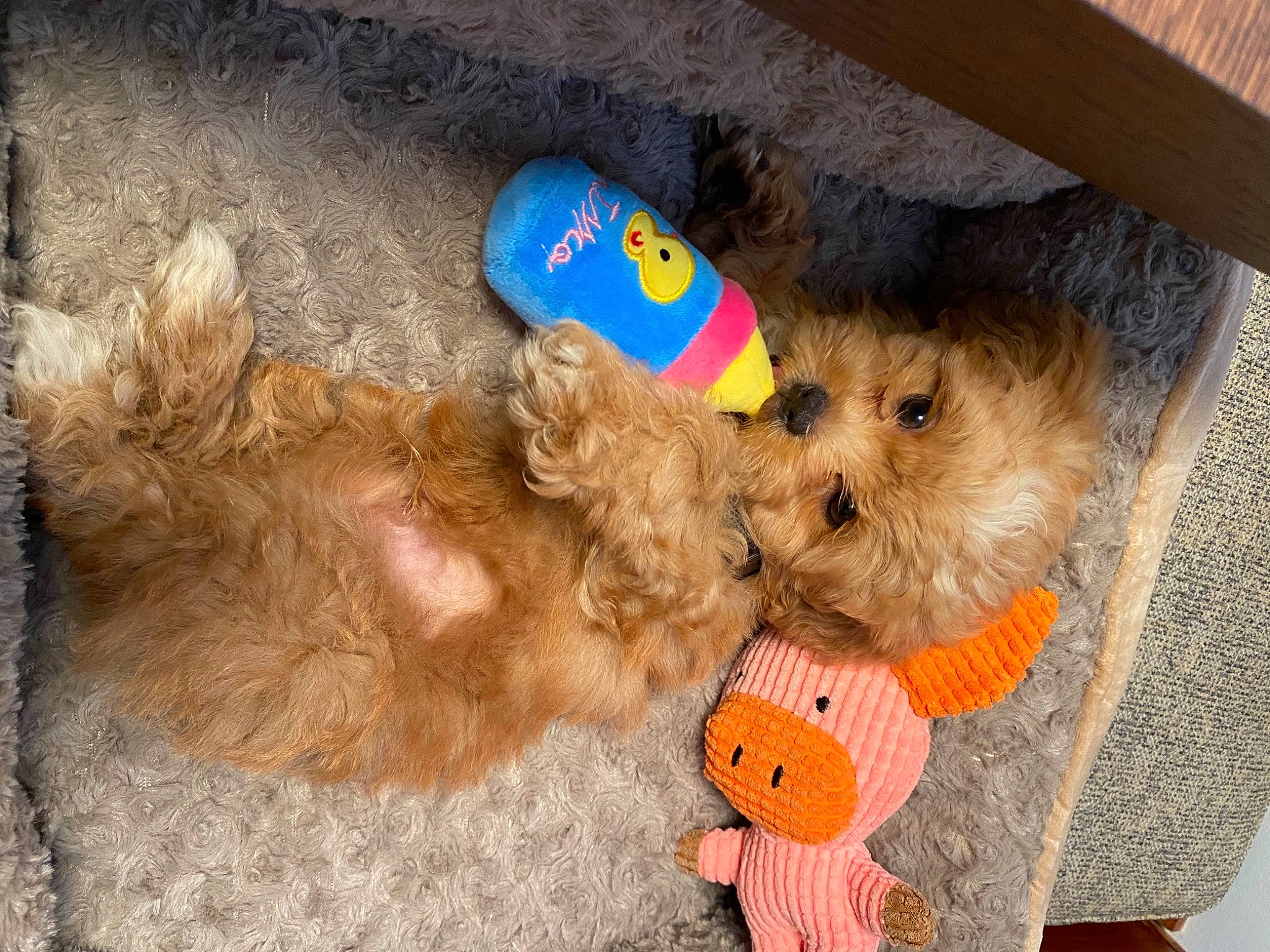 Scooby joined the competition — help win amazing prizes! canidae, carnivore, companion_dog, dog, dog_breed, dog_clothes, dog_supply, fawn, fur, hat, mammal, pet_supply, small_terrier, snout, sporting_group, stuffed_toy, sunglasses, toy, toy_dog, vertebrate