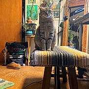 Circe is registered to the contest to win money with this photo: cat, tabby_cat, bench, indoor, plant, painting, mirror, furniture, floor, art, decor, household_items, window, lighting, curious, striped, wooden, cozy, room, pet