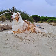 R'B Airby participe au concours pour gagner de l'argent avec cette photo : animal, beach, canine, coast, collie, dog, driftwood, goldenretriever, nature, outdoors, pet, plant, sand, sea, shoreline, soil, terrier, tree, water, wood