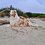animal, beach, canine, coast, collie, dog, driftwood, goldenretriever, nature, outdoors, pet, plant, sand, sea, shoreline, soil, terrier, tree, water, wood