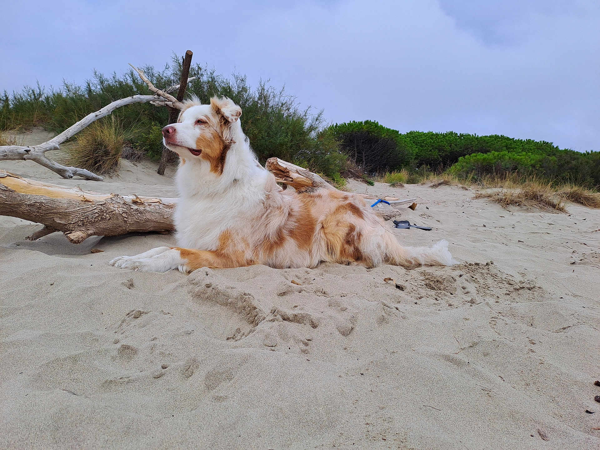 R'B Airby participe au concours pour gagner de l'argent avec cette photo : animal, beach, canine, coast, collie, dog, driftwood, goldenretriever, nature, outdoors, pet, plant, sand, sea, shoreline, soil, terrier, tree, water, wood