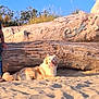 animal, boy, canine, child, clothing, dog, driftwood, footwear, husky, male, nature, outdoors, person, pet, rock, shoe, shorts, soil, t_shirt, wood