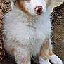 animal, ball, canine, cockerspaniel, collie, dog, eskimodog, face, goldenretriever, head, husky, person, pet, puppy, snout, sport, tennis, tennisball, terrier, whitedog
