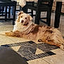 animal, architecture, building, canine, chair, diningroom, diningtable, dog, flagstone, furniture, hardwood, indoors, interiordesign, path, pet, room, slate, table, walkway, wood