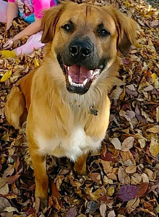 Zeus is registered to the contest to win money with this photo: ancient_dog_breeds, black_mouth_cur, canidae, carnivore, companion_dog, dog, dog_breed, fawn, mammal, mountain_cur, puppy, rare_breed_dog, snout, sporting_group
