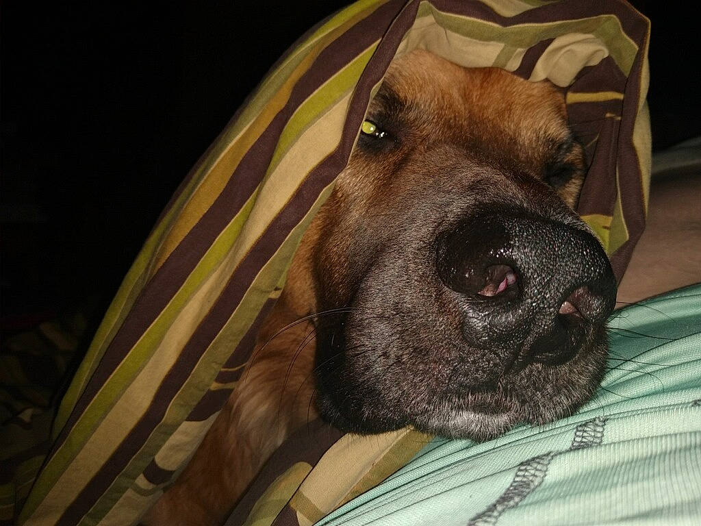 Zeus joined the competition — help win amazing prizes! boerboel, canidae, carnivore, dog, dog_breed, ear, fawn, fila_brasileiro, great_dane, guard_dog, non_sporting_group, nose, snout, sporting_group, whiskers